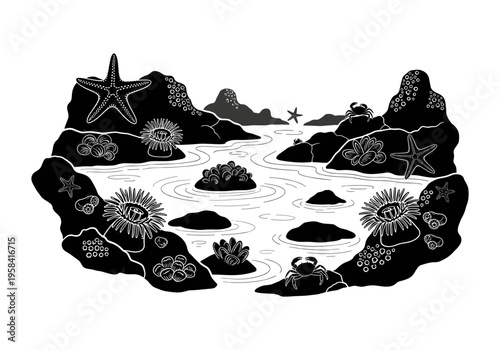Stylized black and white illustration of a vibrant tide pool ecosystem with marine life