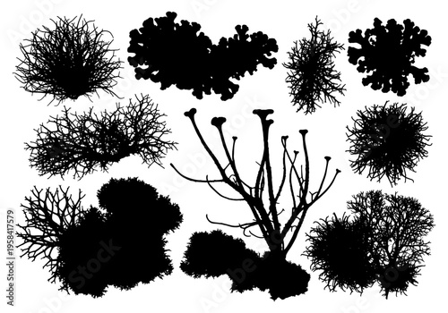 Collection of black silhouettes of various lichen and moss species on white background