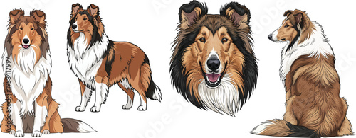 Rough Collie dog standing sitting rear view smiling headshot pose set