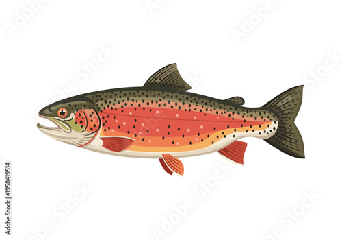 Vibrant illustration of a rainbow trout fish with detailed scales and fins
