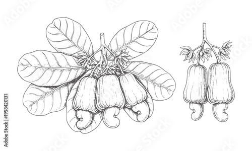 Hand drawn cashew fruits and leaves line leaf branch food