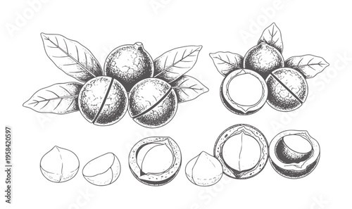 Hand drawn macadamia nuts with leaves and shells shown whole and halved food healthy