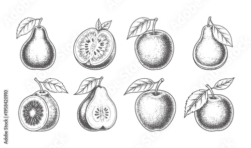Hand drawn of apples and pears whole and sliced with leaves fruit vintage retro