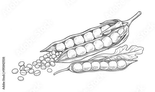 Hand Drawn Peas In Pods And Scattered Peas With Leaves legume seed food