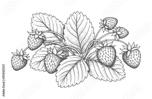 Ink of ripe strawberries a leafy vine strawberry fruit