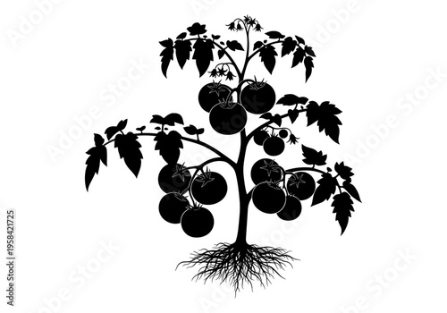 Silhouette of a healthy tomato plant with ripe fruits and visible root system