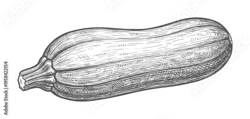 Of a single elongated zucchini vegetable a white food monochrome black