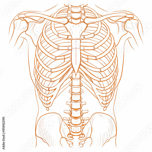 Anatomical illustration of the human ribcage spine and sternum