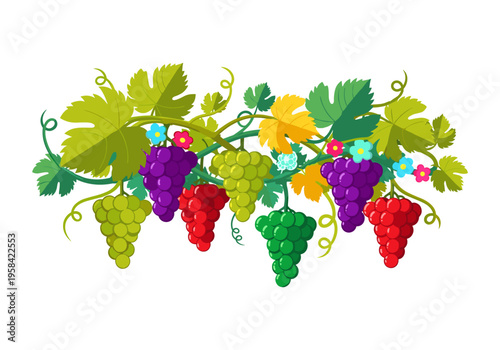 Colorful bunches of grapes hanging from vines with green leaves and small flowers