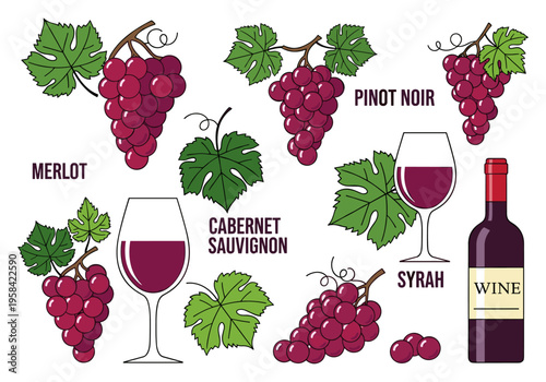 Collection of red wine grapes and wine bottle with glasses