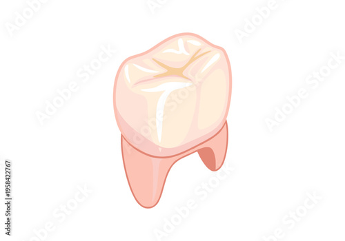 Illustration of a healthy human molar tooth with roots and gums