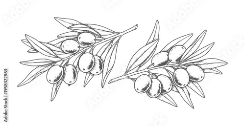 Two line branches with olives and leaves white leaf