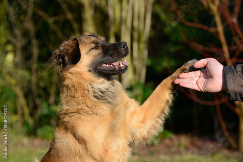 A sitting dog giving its paw to a man's hand as a sign of training, trust, and friendship. Close interaction between pet and human, symbolizing obedience, bonding, and positive reinforcement.