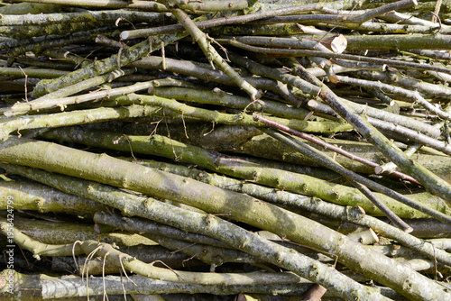 Natural wood heap prepared for burning in fireplace or stove. Dry shrub branches used as renewable heating fuel. Rustic firewood background in natural daylight.