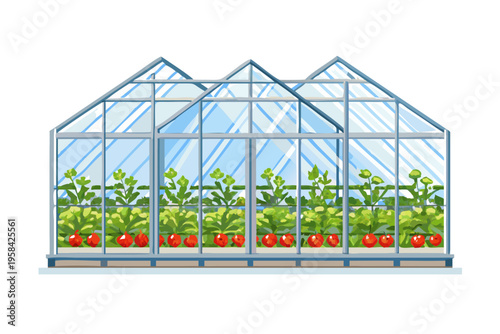A transparent greenhouse with thriving tomato plants and green foliage