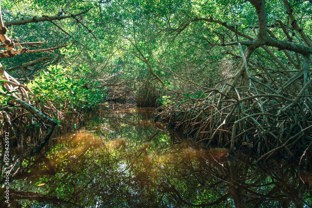 Obraz premium Sunlight filters through dense mangrove canopy