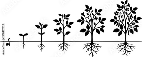 Plant growth stages depicted in a minimalist black silhouette – Black Vector Illustration