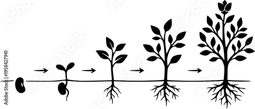 Plant growth stages depicted in a minimalist black silhouette – Black Vector Illustration
