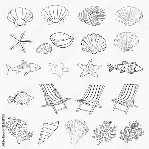 Sketch of seashells marine life beach chairs and coral elements
