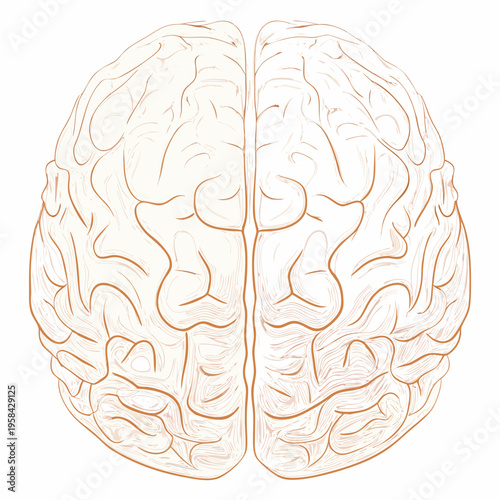 Anatomical illustration of a human brain viewed from above
