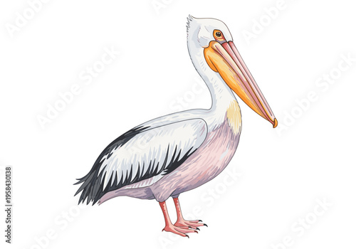 Illustration of a majestic white pelican with a long orange beak standing gracefully