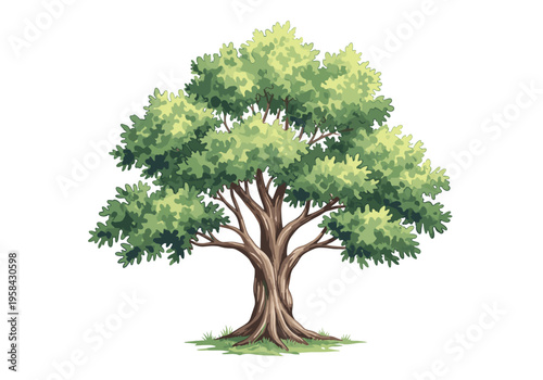 Stylized illustration of a large deciduous tree with lush green foliage and a sturdy trunk