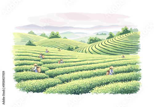 Farmers harvesting tea leaves on lush green terraced hillsides under a cloudy sky
