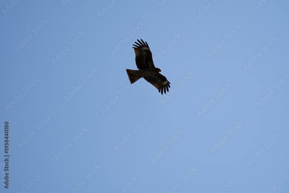 Fototapeta premium Two Black Kites soaring in a clear blue sky, wild birds of prey in flight