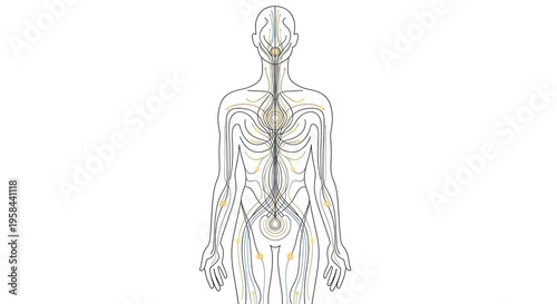 Detailed Human Anatomy Illustration with Nerve and Meridian Lines