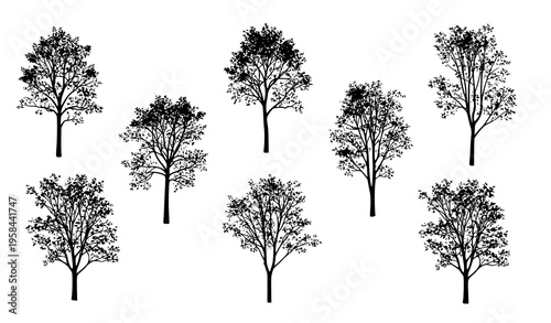 Minimal Ash Tree Silhouettes Natural Forest Vector Element Set