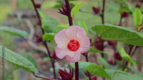 roselle hibiscus in the garden