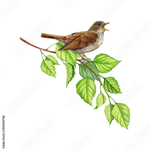 Foto Singing nightingale bird on birch tree branch vintage style watercolor illustration