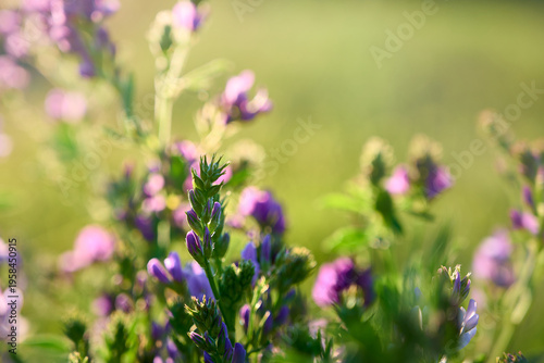 Photos Close-up of purple alfalfa flowers (Medicago sativa) against a blurred field background