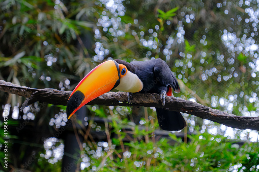 Obraz premium Toco Toucan on Branch – Colorful Tropical Bird in Rainforest