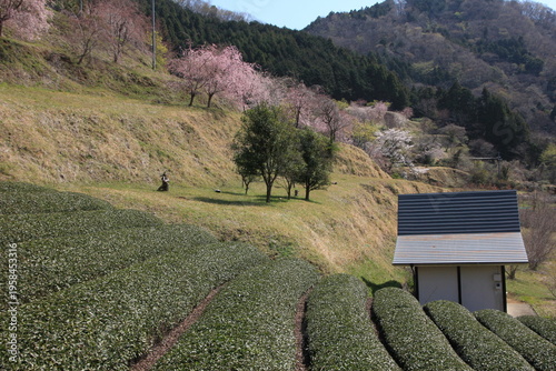 神奈川県松田町寄（ﾔﾄﾞﾘｷ）の風景。桜咲く春、茶畑のある風景。
