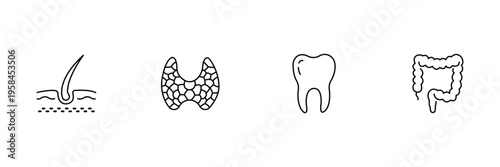 Human internal anatomy organ icon set featuring skin follicle thyroid gland tooth and large intestine for medical education vector illustration.