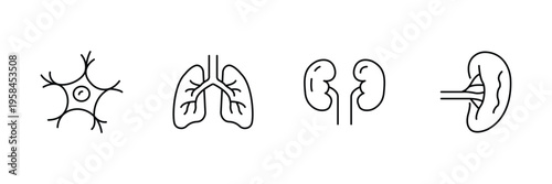 Human internal organ anatomy icon set featuring neuron lungs kidneys and spleen for medical education healthcare and biology vector illustration.