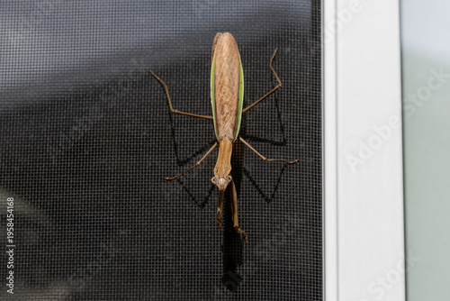 praying mantis on the wall