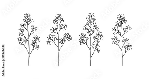 Black and white floral outline illustration of four delicate stems