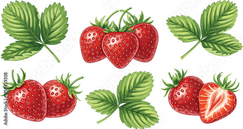 Fresh strawberry botanical set. Vector illustrations of red berry clusters, green leaves, and fruit halves. Realistic garden strawberries for organic food design.