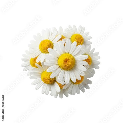 Bouquet of daisies with water droplets
