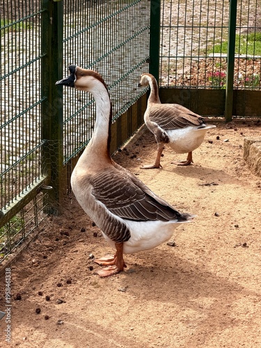 goose on the beach