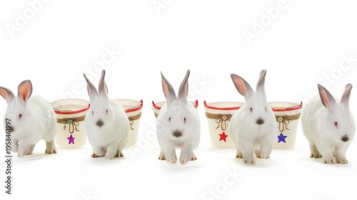 Five white rabbits jumping out of buckets on white background. Animated cinemagraph, parallax animation, based on an original photograph.