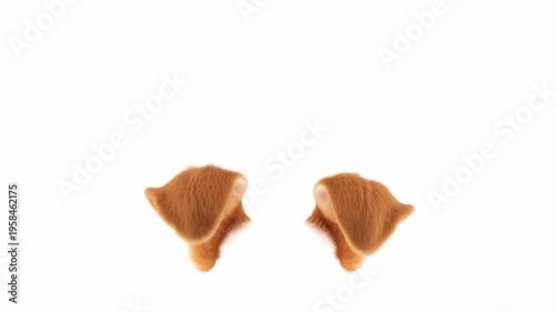 Realistic brown bunny ears isolated on a white background. Animated cinemagraph, parallax animation, based on an original photograph.
