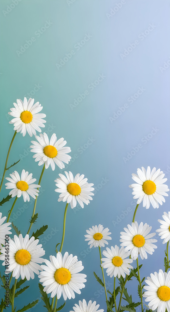 Fototapeta premium Bright white and yellow daisies with green stems against a light blue sky background white daisies d