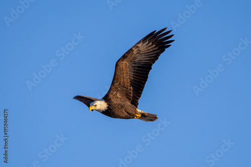 bald eagle in flight
