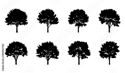 Minimal Beech Tree Silhouette Elements Set Clean Forest Vector Design