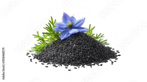 Nigella sativa seeds and flower isolated on transparent background