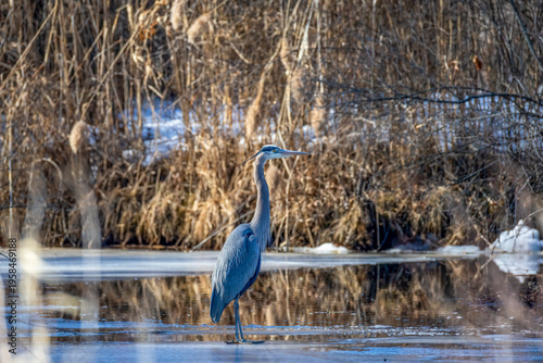 Εκτύπωση καμβά great blue heron ardea cinerea
