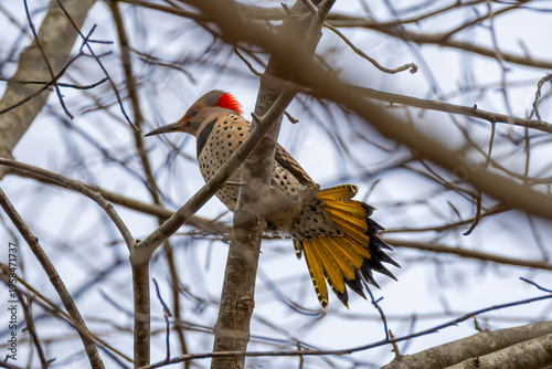 northern flicker